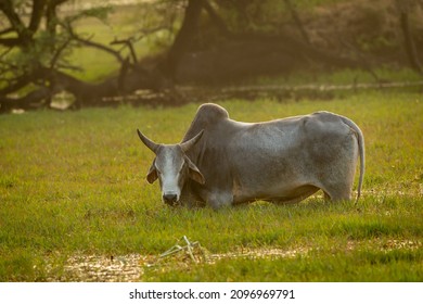 Domestic Animal Indian Bull In Wetland A Conservation Issue Or Threat At Keoladeo National Park Or Bharatpur Wildlife Sanctuary Rajasthan India