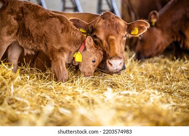 Domestic Animals Affection And Bond. Mother Cow And Calf Cuddling Inside Cattle Farm.