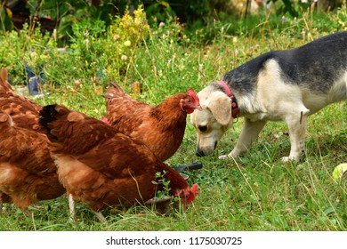 18,628 Cat and chicken Images, Stock Photos & Vectors | Shutterstock