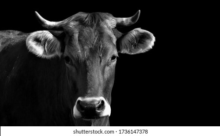 Domestic Animals Cow Black And White Face