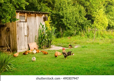 Domestic Animals In Farmyard