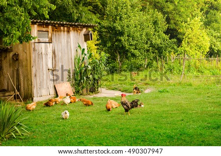 Domestic animals in farmyard