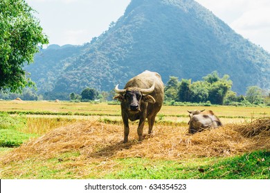 Domestic Asian Water Buffalo -Bubalus Bubalis In Laos