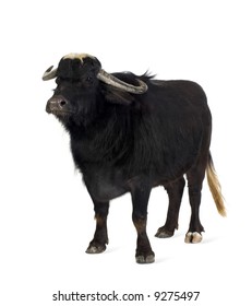 Domestic Asian Water buffalo - Bubalus bubalis in front of a white background
