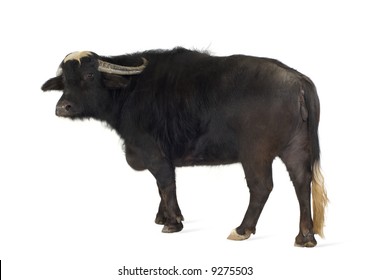 Domestic Asian Water Buffalo - Bubalus Bubalis In Front Of A White Background