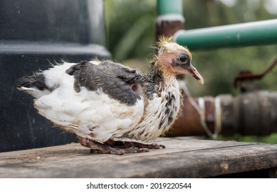 Baby Pigeon Images Stock Photos Vectors Shutterstock