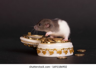 Domestic Baby Rat With A Casket Of Gold Coins