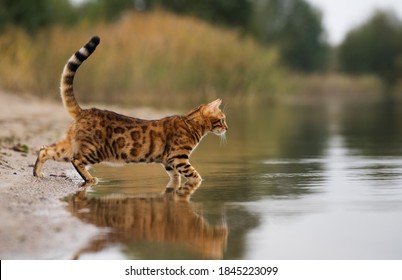 Domestic Bengal cat hunting on the lake.