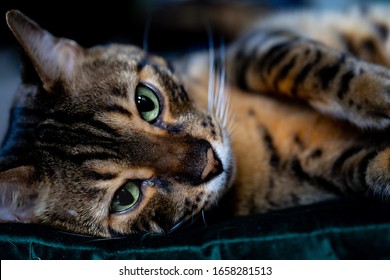 A domestic bengal cat in its natural habitat..a plush cushion