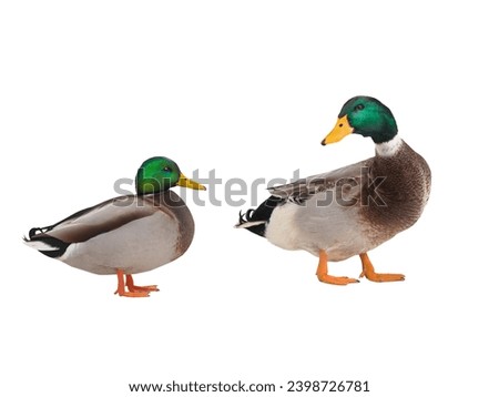 Domestic bird duck and wild duck mallard isolated on white background
