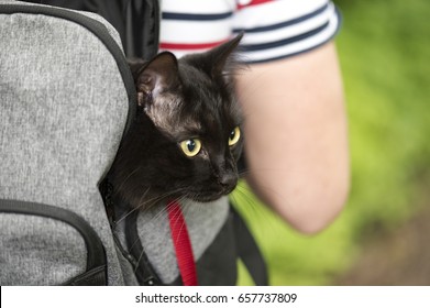 Domestic Black Cat In Backpack Traveling With An Owner, Pet In A Park