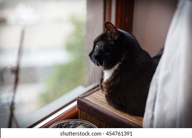 7,304 Cat inside window Images, Stock Photos & Vectors | Shutterstock