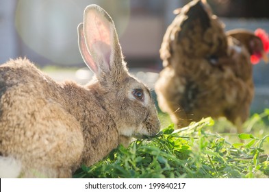 Domestic brown rabbit eating grass behind a hen