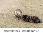 A domestic brown rabbit scratching its ear while grooming on green grass next to another sleeping black bunny.