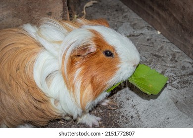 Domestic Brown And White Sheltie Guinea Pigs (Cavia Porcellus) Eating, Cape Town, South Africa 