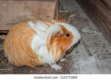 Domestic Brown And White Sheltie Guinea Pigs (Cavia Porcellus) Eating, Cape Town, South Africa 