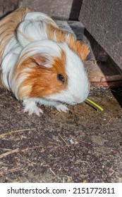 Domestic Brown And White Sheltie Guinea Pigs (Cavia Porcellus) Eating, Cape Town, South Africa 