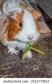 Domestic Brown And White Sheltie Guinea Pigs (Cavia Porcellus) Eating, Cape Town, South Africa 