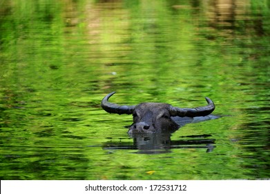 the domestic buffalo hides in water from a heat 
