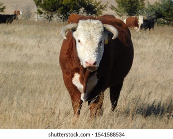 A Domestic Bull In Rural Nebraska