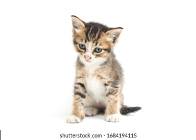 Domestic Calico Kitten Cat, Isolated On White Background.