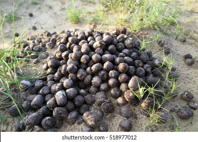 163 Camel dung Images, Stock Photos & Vectors | Shutterstock