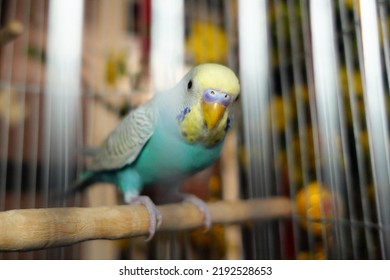 A Domestic Canary With Blue, Gray And Yellow In A Cage