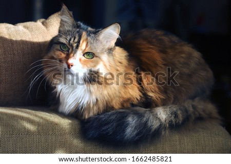 Domestic cat. Beautiful old cat with green, smart eyes. Three-color cat's hair: white, red and black. The cat is lying on the couch.