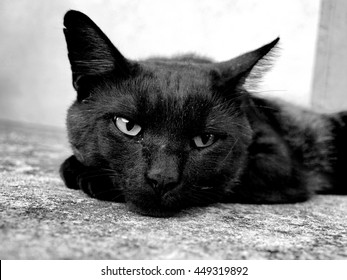 domestic-cat-black-260nw-449319892.jpg