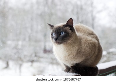 Domestic Cat With Blue Eyes On Snow, Froze Over In The Winter Outside. Winter Cat Sits Outside After A Snowstorm. A Hungry Cat Is Waiting For Its Owner In The Country. Abandoned Cat In Frosty  Winter