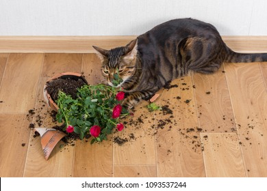 Domestic cat breed toyger dropped and broke flower pot with red roses. Concept of damage from pets.