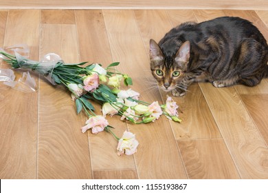 Domestic Cat Breed Toyger Dropped And Broken Glass Vase Of Flowers. Concept Of Damage From Pets.