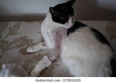 Domestic Cat Broken Leg Stitches After Surgery, Lying In Bed At Home And Licking Its Wound 