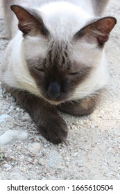 Domestic Cat Brown Color Relaxing On Ground Not Looking At The Camera