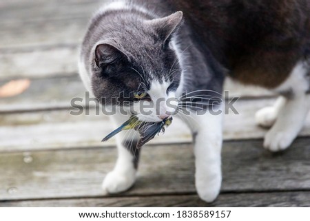 Domestic cat caught bird and holds prey in his mouth