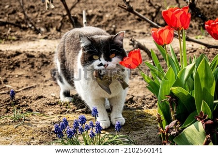 A domestic cat caught a sparrow bird on the street among red tulip flowers and holds it in its mouth
