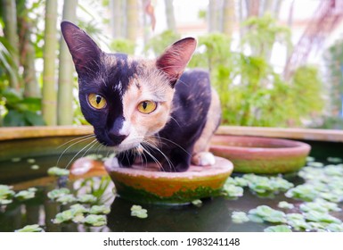 Domestic Cat Chimera With Turtle Color Sits In A Pond In The Garden