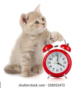 Domestic Cat, Clock, Animal.