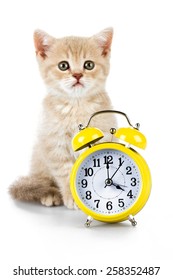 Domestic Cat, Clock, Animal.