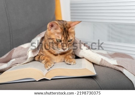 Domestic cat, covered with a blanket, reads a book.