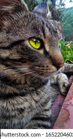 Domestic Cat With A Death Stare