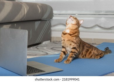 Domestic cat is doing yoga on the mat near the laptop in the apartment. - Powered by Shutterstock