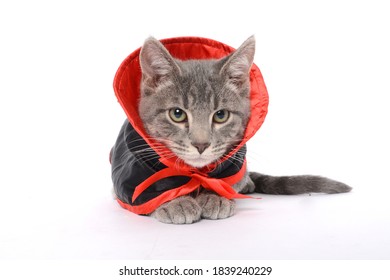 Domestic Cat In Dracula Costume 