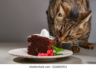 Domestic Cat Eating Chocolate Cake On A Plate. Cat Tries To Steal Food From The Table. Shallow Depth Of Field