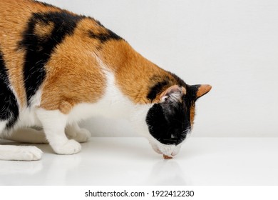 Domestic Cat Eating Tuna On A Cardboard Box