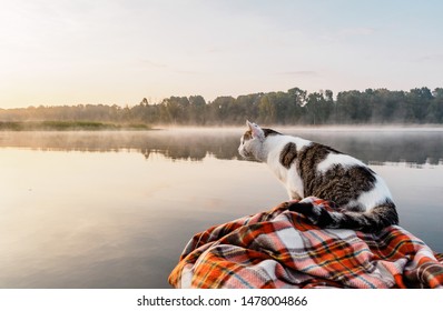 Domestic cat enjoys freedom outside the house on fishing with owners in the early morning in nature. The cat fishing on the inflatable boat on the river. A brave and curious cat in an inflatable kayak
