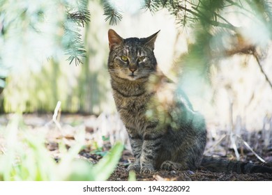 Domestic Cat Exploring The Garden