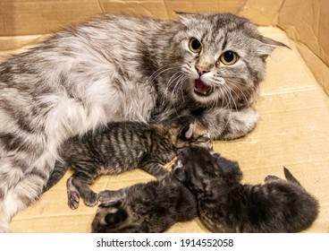 Domestic cat female hisses while protecting her three 3 days old kittens in a cardboard box - Shutterstock ID 1914552058