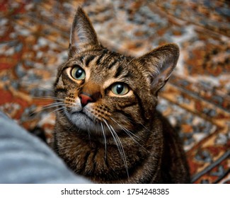 A Domestic Cat Of Forest Color On A Colored Brown Background Looks Upwards With An Expressive Beautiful Muzzle With Sarcastic Eyes