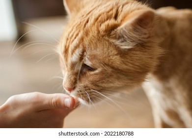 Domestic Cat With Ginger Fur Is Sitting On The Floor After Grooming And Trimming During Summer, Animal Care Concept